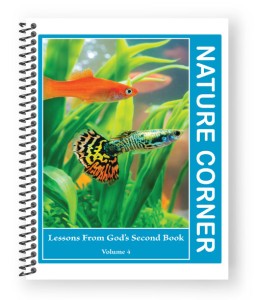 Nature Corner - Volume 4